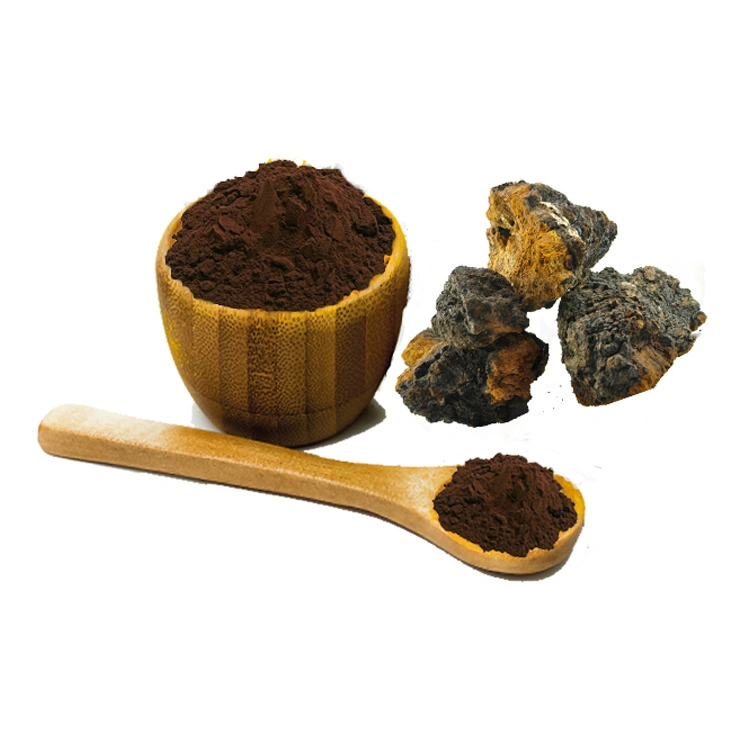 Hongo Chaga Inonotus orgánico Extracto de hongo Chaga hongo Chaga polvo polvo soluble en agua