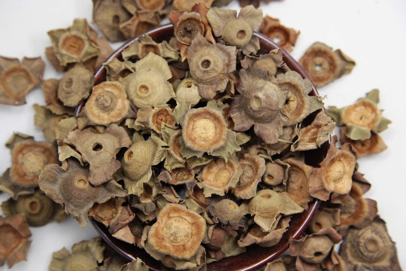 Cáliz (Diospyros kaki) Hierba crudo tradicional preparado la medicina herbaria china Qi regular