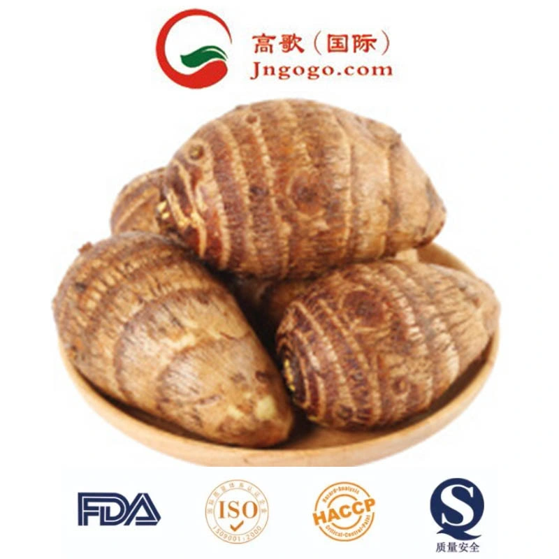 New Crop/Top Quality/Fresh Taro (60-80g)