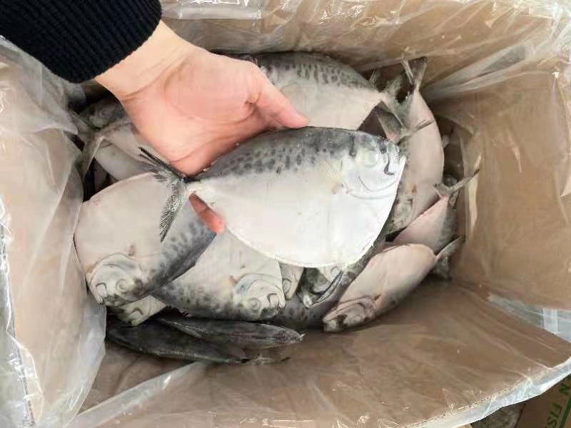 Новые предстоящие Луны рыб и свежие морепродукты вылова цена замороженные Компания Moonfish Limited