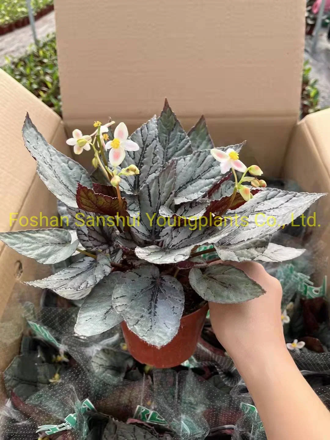 Begonia Rex Arctic Breeze natürliche Pflanzen Blumen und Blätter Import Aus China