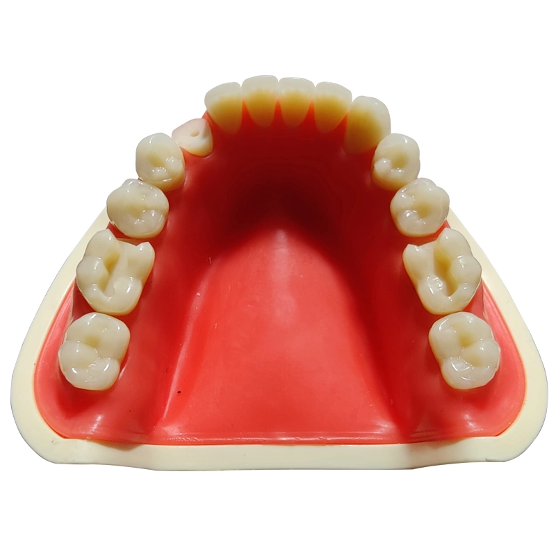 Tooth Model for Dental Clinic