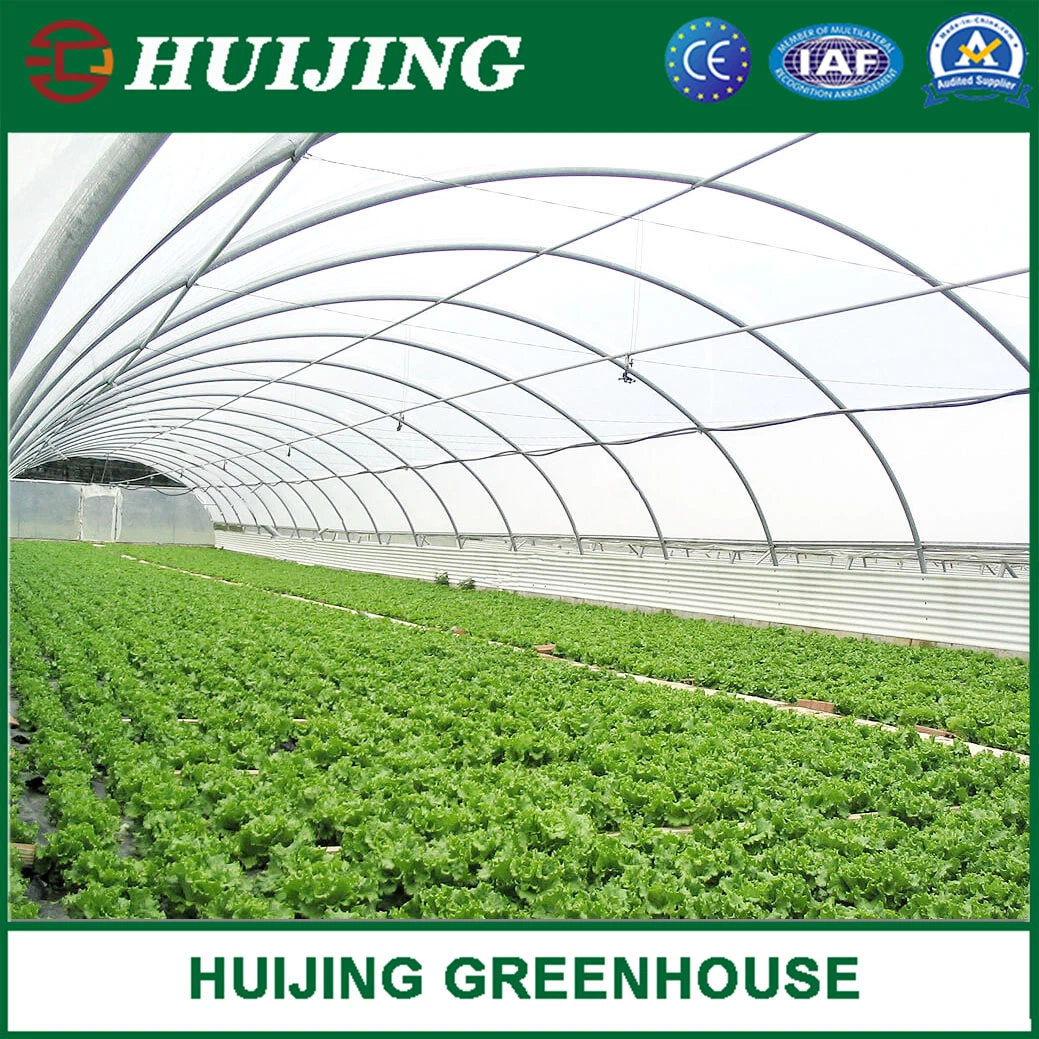 Economical Single Span Tunnel Greenhouse for Vegetables Fruits Flowers