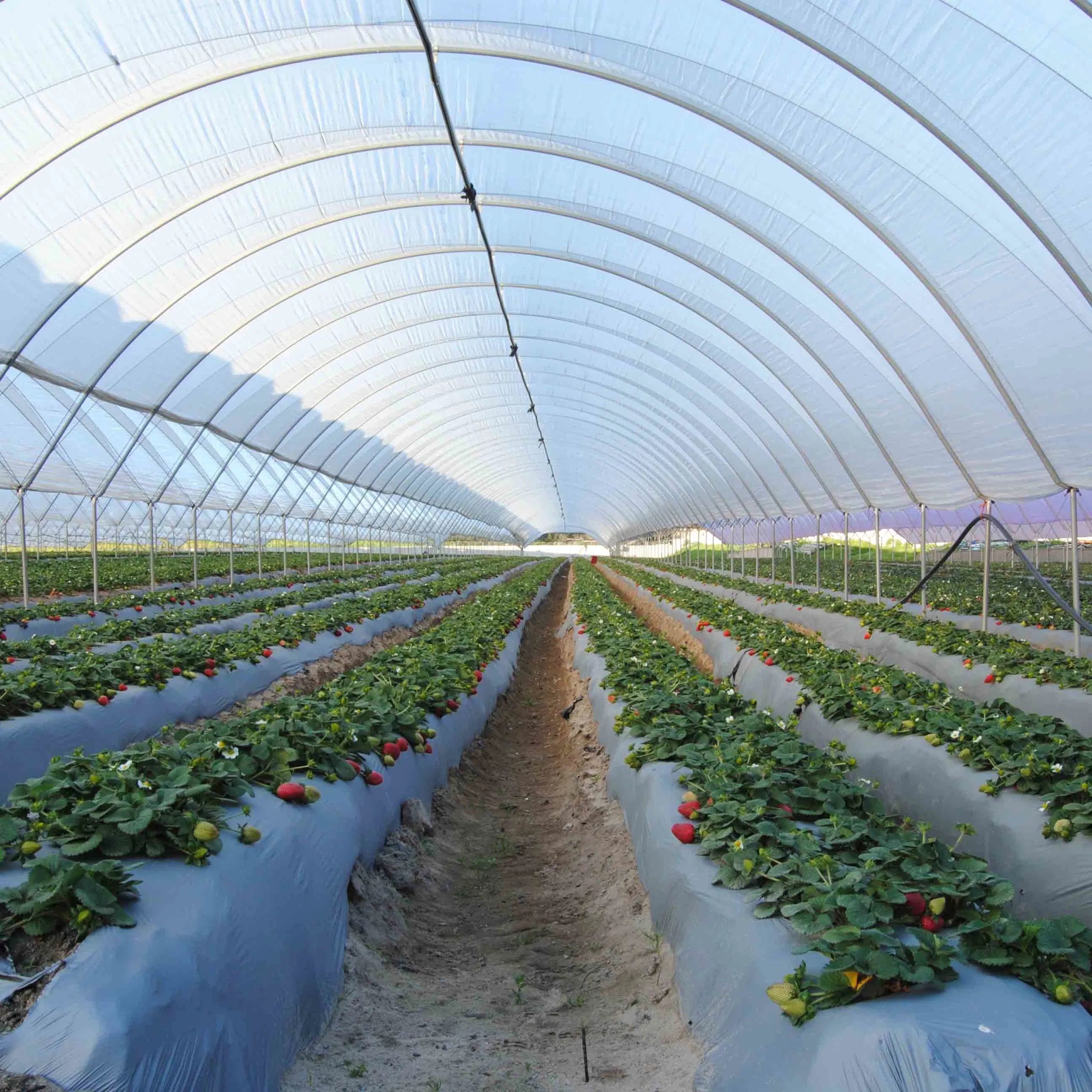 Huijing Low Cost Single-Span Poly Film Greenhouse for Agriculture