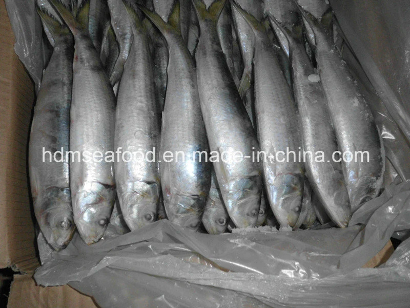 Новые предстоящие свежих замороженных морепродуктов Sardine рыб 90-100