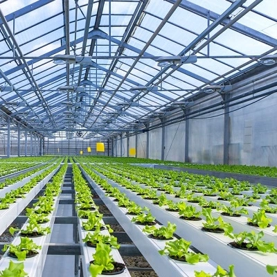 Great Performance Venlo PC/Glass Hydroponic Greenhouse with Ventilation System