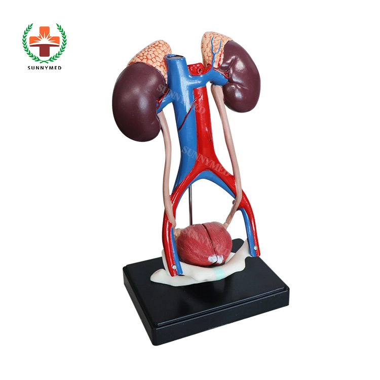 Human Teaching Male Urinary System Anatomical Model for Medical School