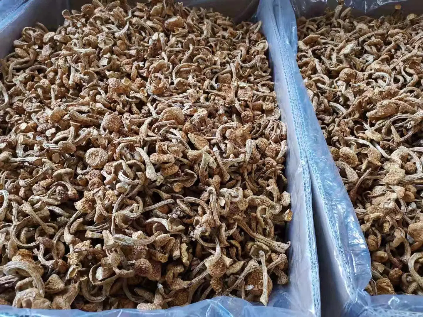 Dried Nameko Mushroom Dried Pholiota Microspora Mushroom for Russian Market