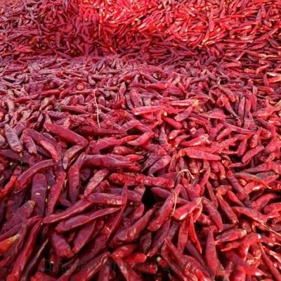 Todo el chile rojo seco desde la fábrica china