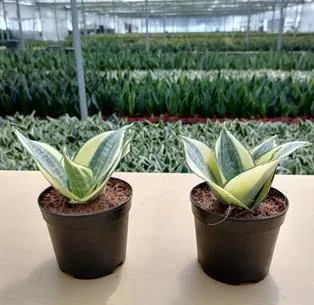 Garden Ornaments Celebrate Friendship with Sansevieria Bonsai Plants