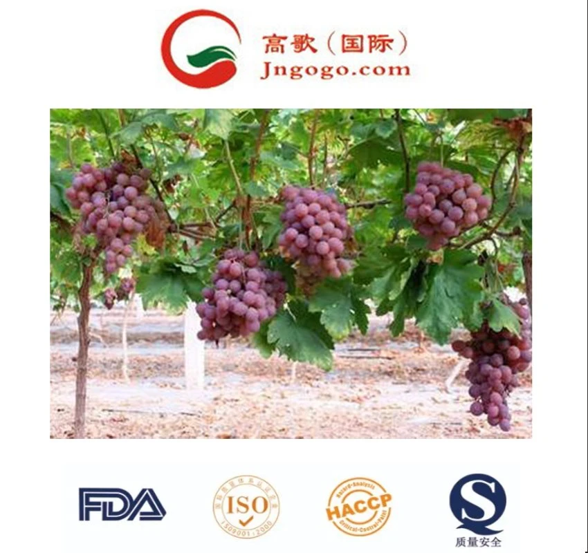 China's Best Fresh Red and Green Grapes