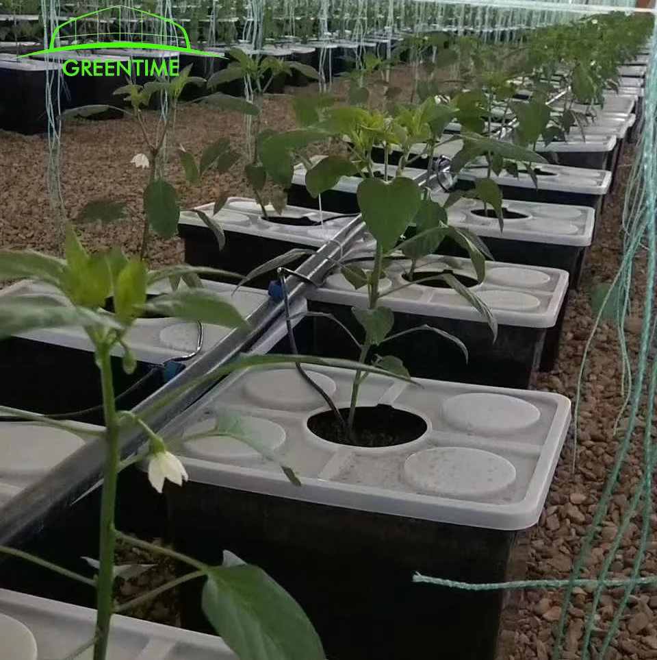 Tomate Greenhouse hydroponic System Dutch Eimer Pflanzsystem für Verkauf