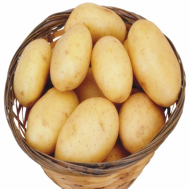 China Exporter of Fresh Holland Potato Mesh Package