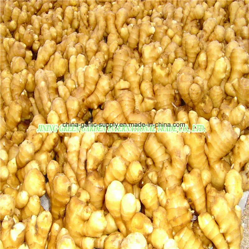 Chinese Shandong Anqiu Products Fresh Fat Air-Dried Dry Ginger Buyer