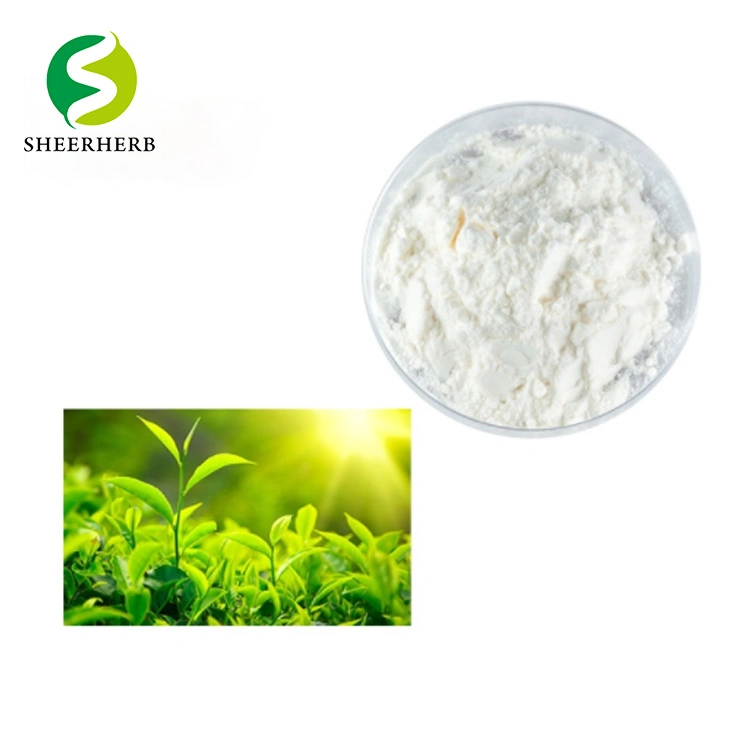 Pure Natural Plant EGCG 40% L-Theanine CAS 3081-61-6 Green Tea Extract L-Theanine