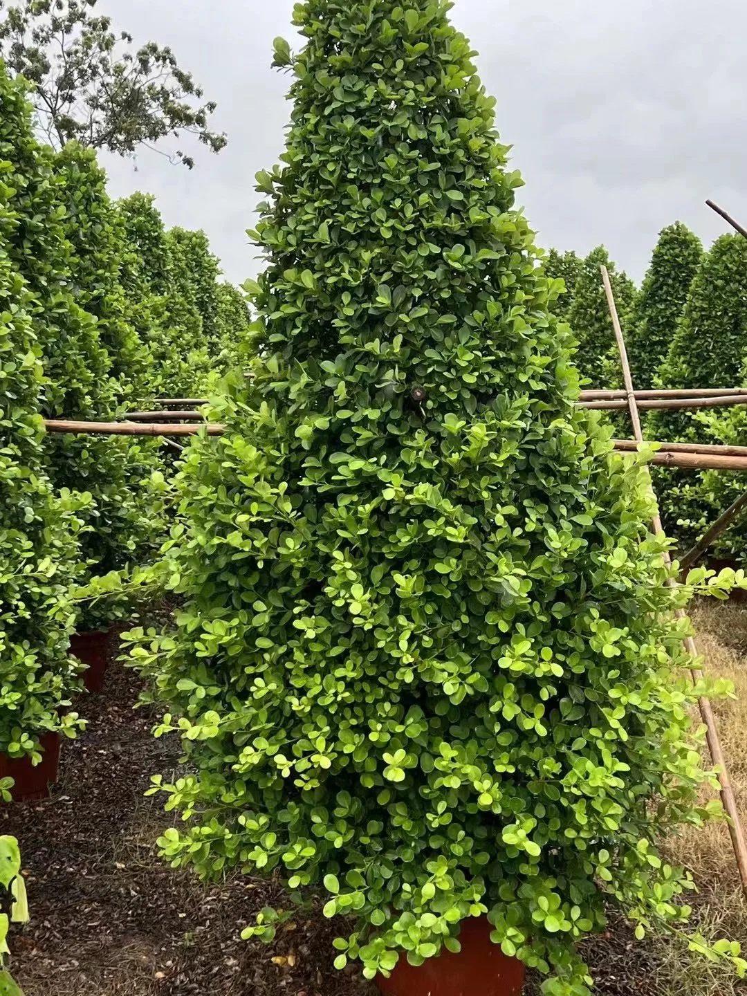 Ficus benjamina Dianella chino Banyan Ficus microcarpa árbol alto Bonsai plantas al aire libre en vivo