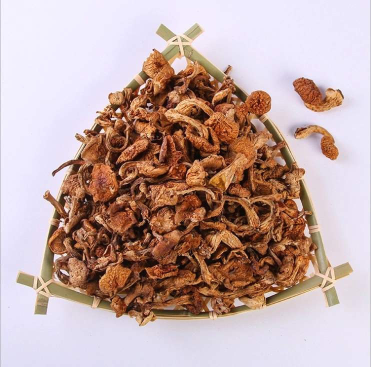 Wild Honey Mushroom Dried Hazel Mushroom