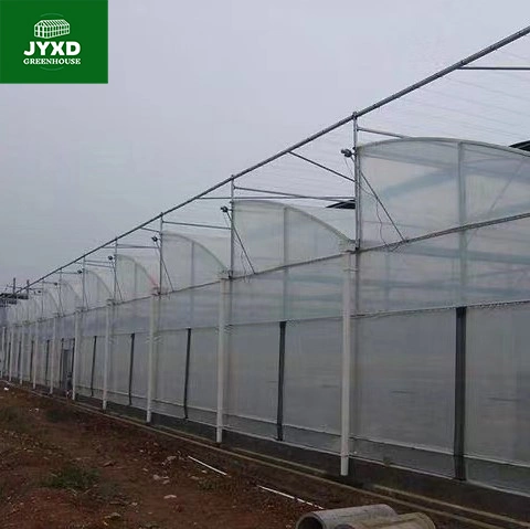 Plastic Film Multi-Span Greenhouse with Hydroponics System for Vegetables/Fruits/Flowers/Tomato/Cucumber