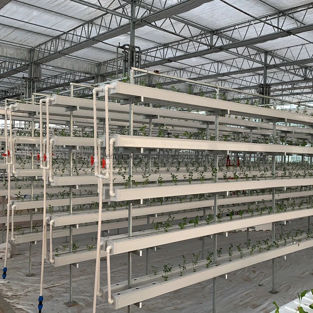 PC Glass Film Greenhouse Vertical Hydroponic Soilless Cultivation Facility