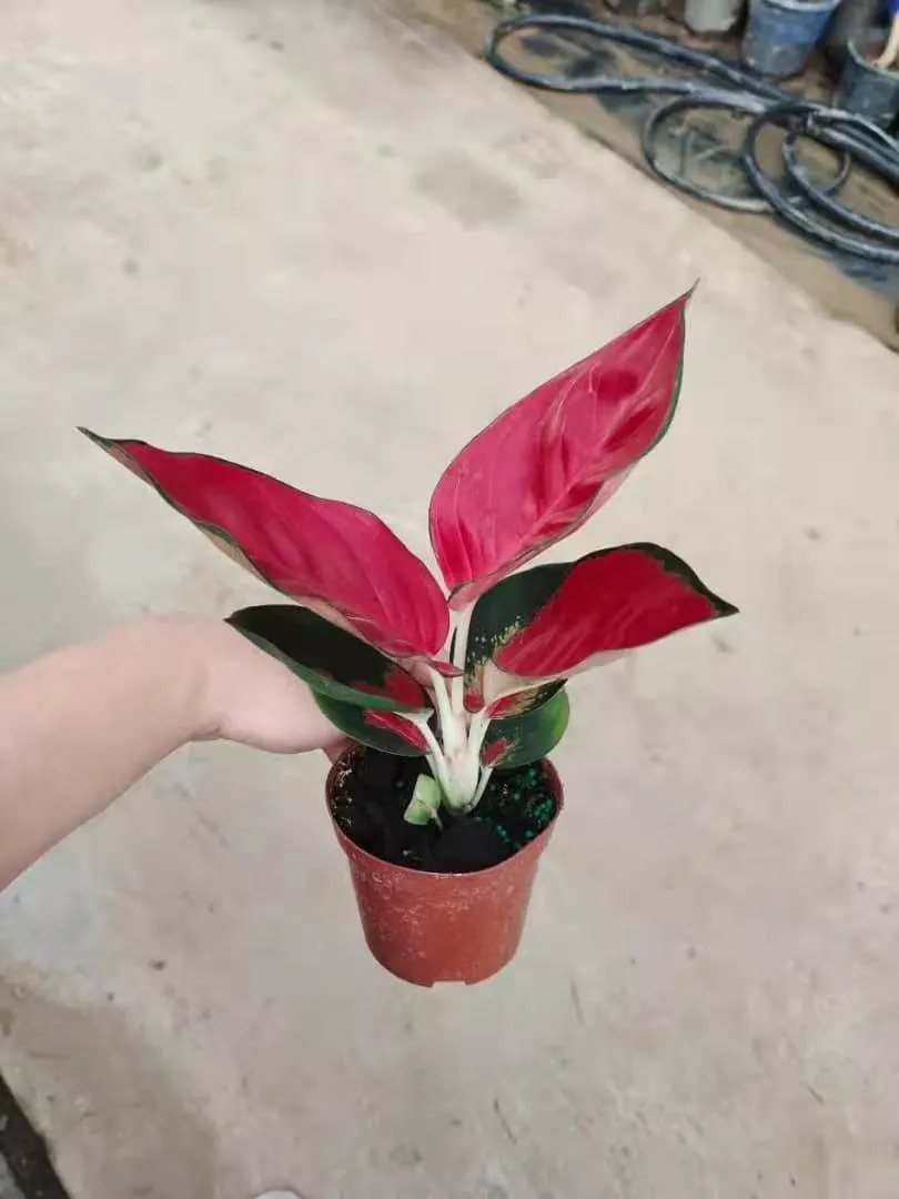 Super Red Suksom Jaipong Aglaonema Dongfanghong