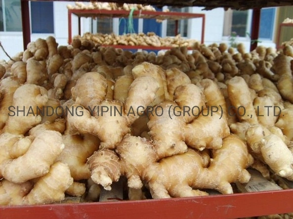 Air Dry Ginger in Premium Quality with Different Sizes for Export From Shandong Province