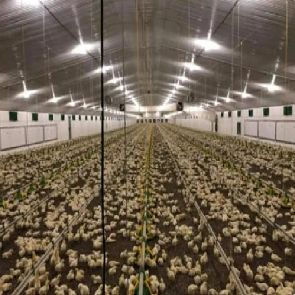 China granja avícola automático/Alimentador de alta calidad Sistema de alimentación en el mejor precio