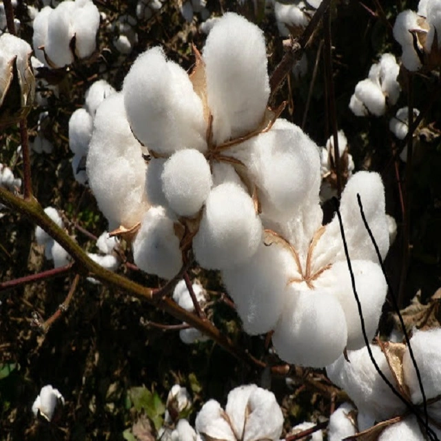 Bio-Rohfaser Baumwolle - Natürliche Farbe