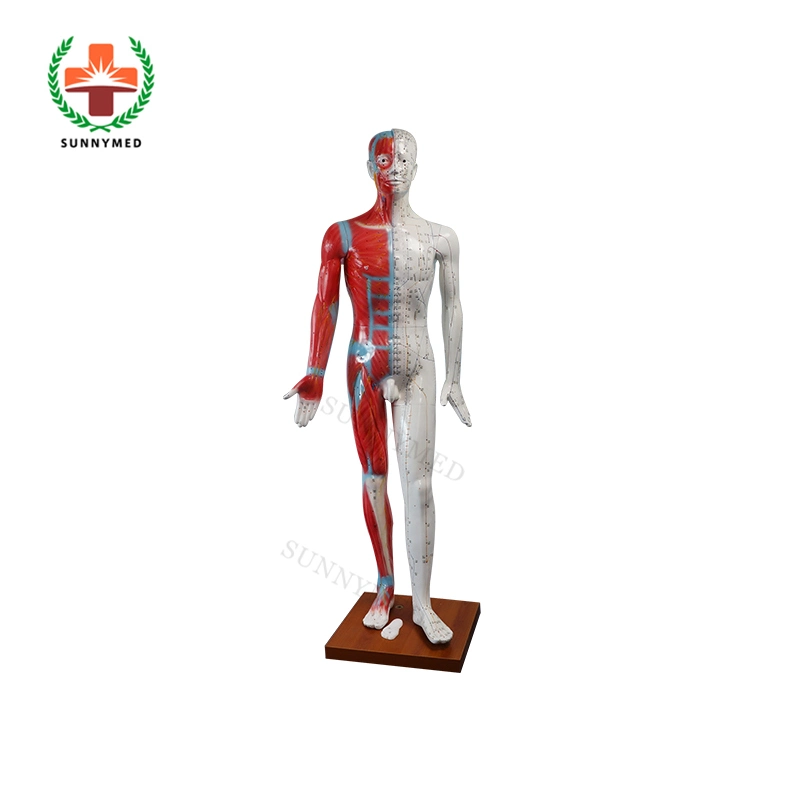 Sy-N022 178cm de la Acupuntura Modelo del cuerpo humano para la enseñanza de la acupuntura