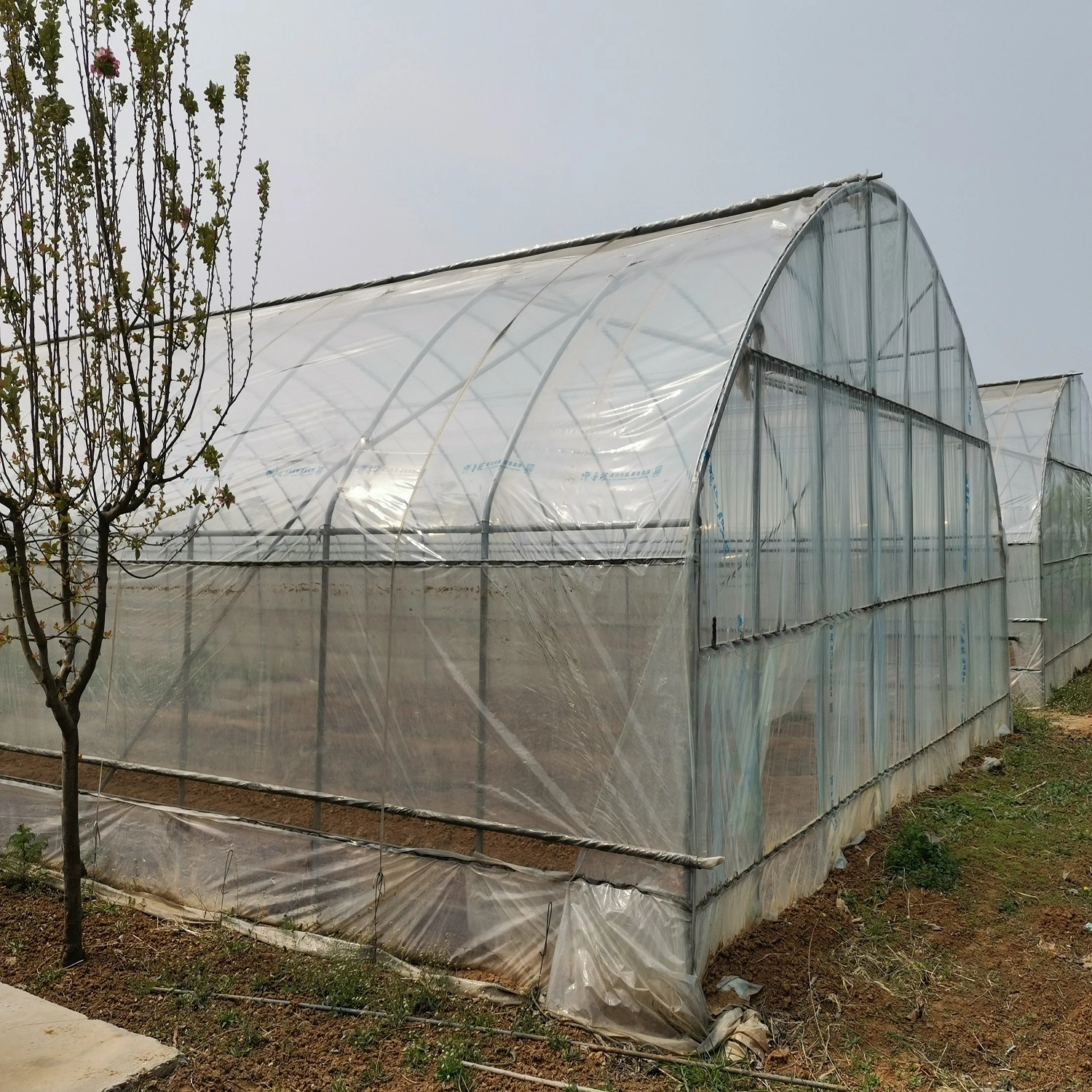 Commercial Agriculture Po Film Greenhouse with Hydroponic System for Tomato