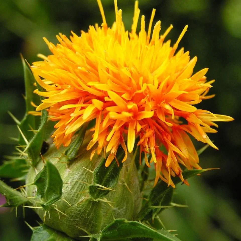 Hierbas Naturales Chino Hong Hua cárcamo de la piel para calmar y belleza