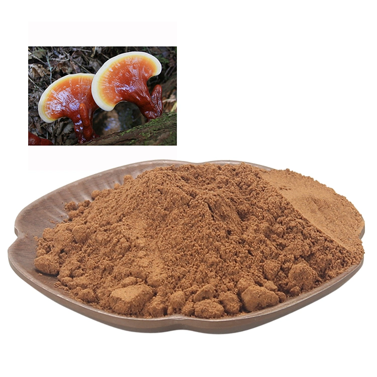 precio de fábrica de polvo de setas Reishi Lingzhi Extracto de hongo Ganoderma lucidum Seta Seta Reishi