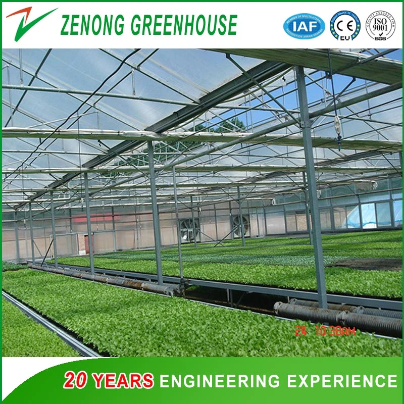 Easy Install Steel Structure Glass Greenhouse for Agriculture/Vegetable/Flower