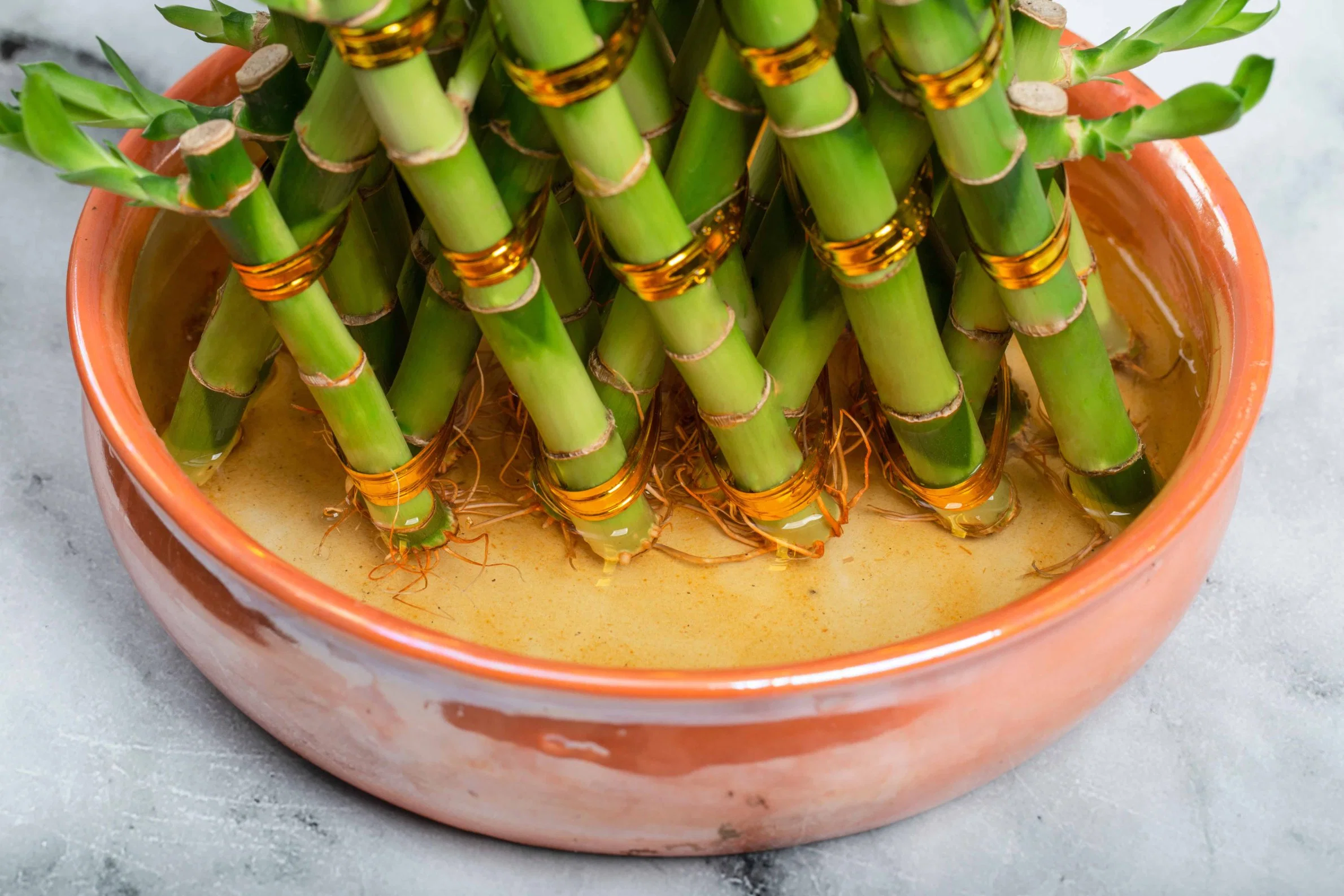 Пирамида бонсай Dracaena Sanderiana Lucky Bamboo часы реального времени завод интерьера оптовая торговля