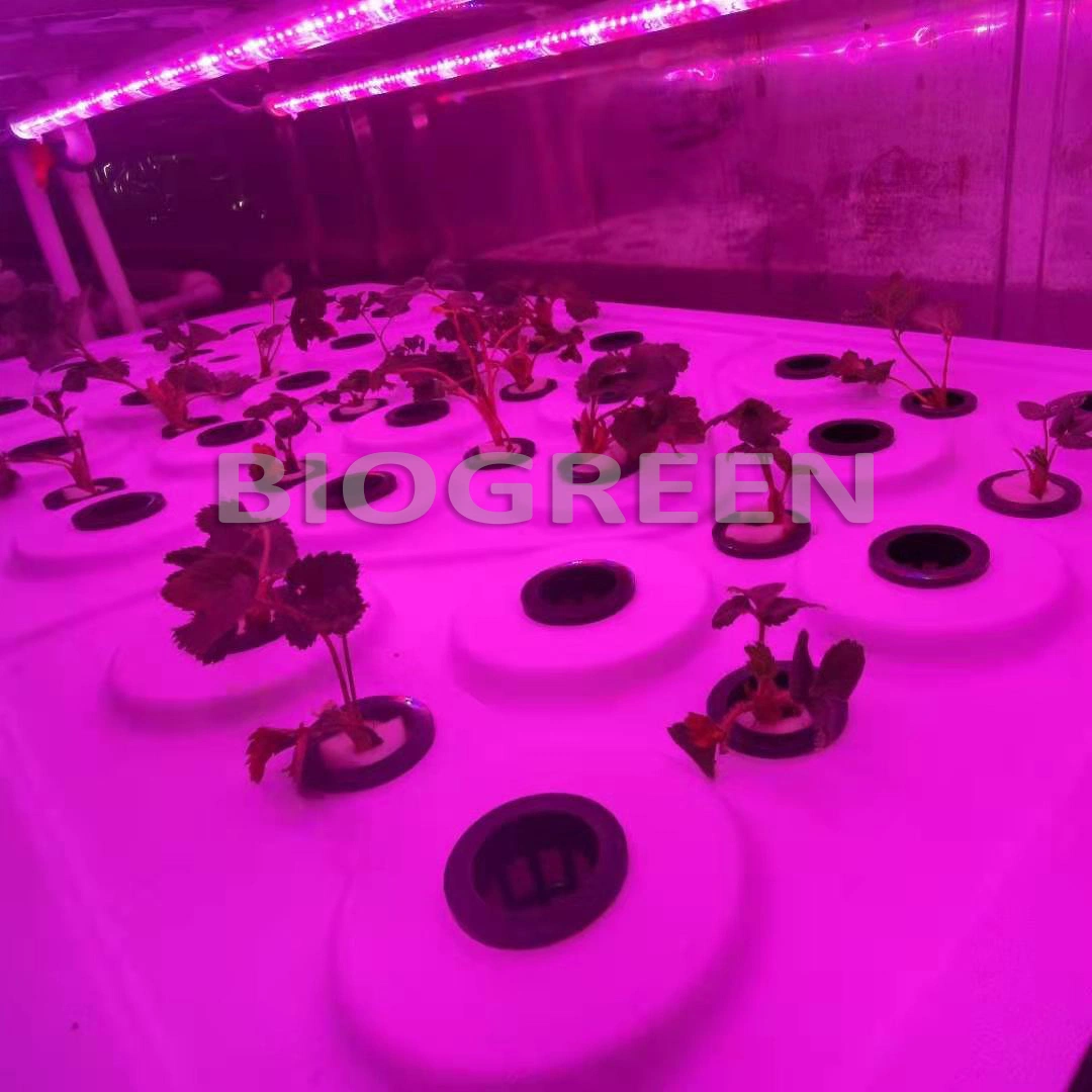 Full Automatic Vertical Grow Container Mushroom Mircogreen Aeroponic System in Container Farm