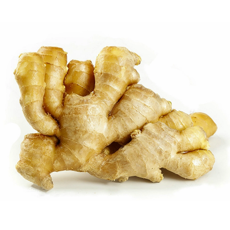 2023 Crop China Shangdong Younger Ginger Fresh Ginger Wholesale/Supplier