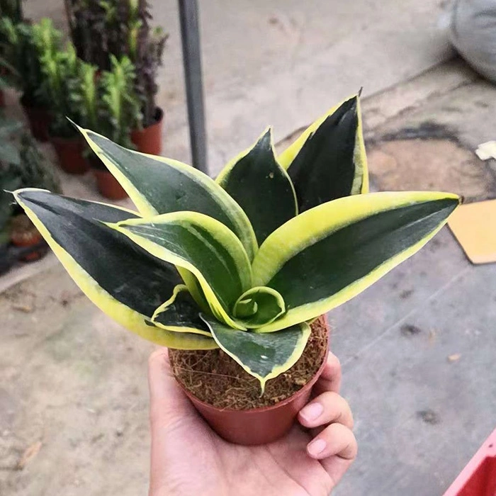 Китай золотой раме Sansevieria Trifasciata Prain Sansevieria Hahnii декоративные растения бонсай