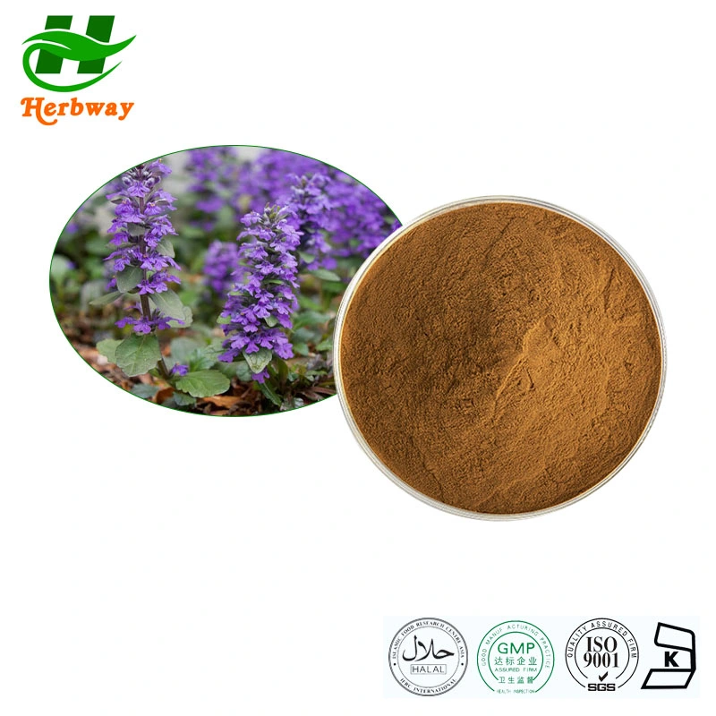 Herbway Herb Extract Wholesale/Supplier Price %Turkesterone Ajuga Turkestanica Extract