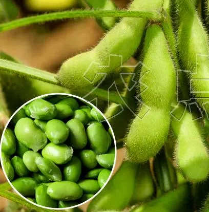 Early Maturing High Yield Beans Soybean Seeds