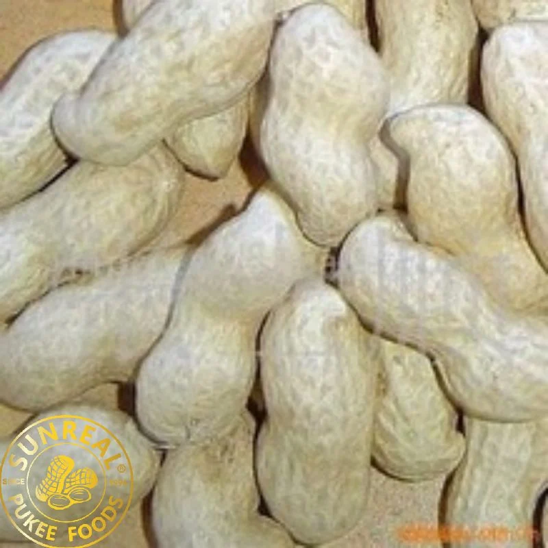 Roasted Hsuji Peanut in Shell/Best Quality From China Snacks New Fresh