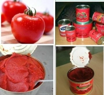 30-32% Hot Break Tomato Paste in Drum