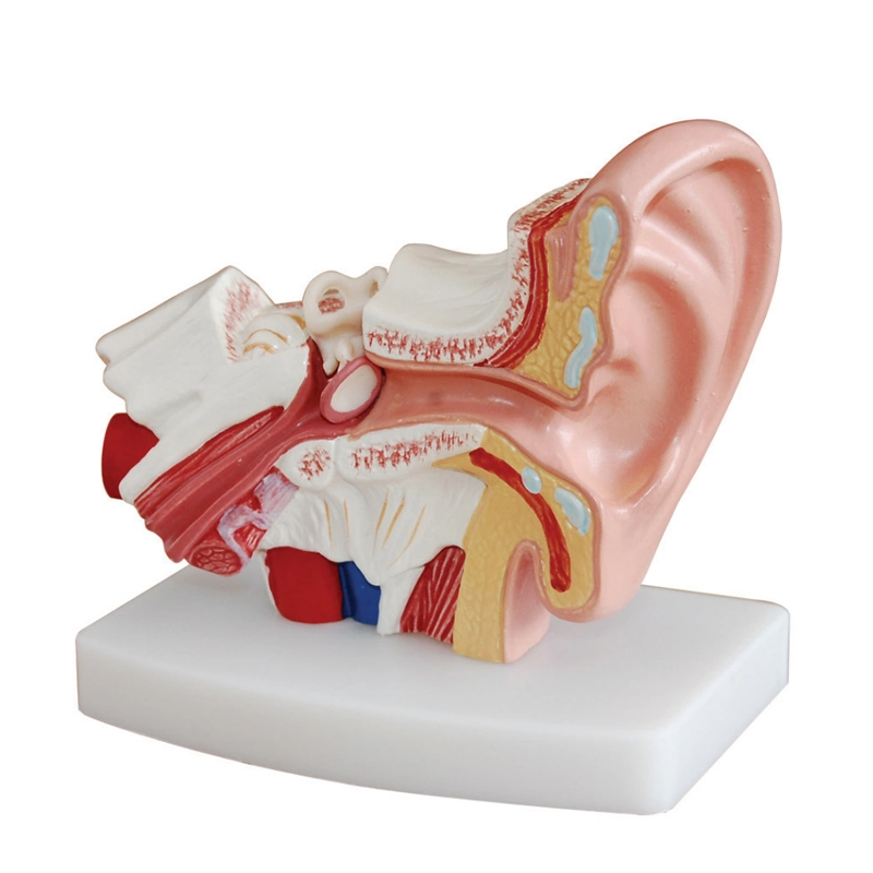 Modelo de la anatomía del modelo de expansión de Médicos de dientes humanos