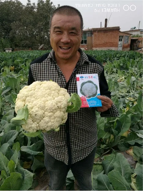 Resistencia a la enfermedad buena adaptabilidad semillas de CaulifLower White Semillas de brócoli