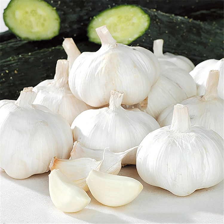 Wholesale/Supplier Fresh Garlic White Garlic with Per Ton Price