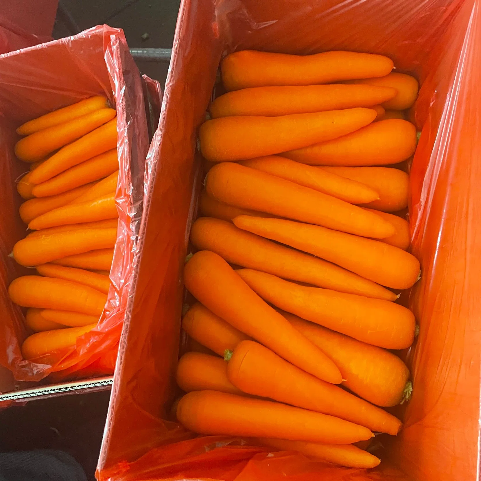 New Crop Carrot for Export Oman 4kg Carton S Size