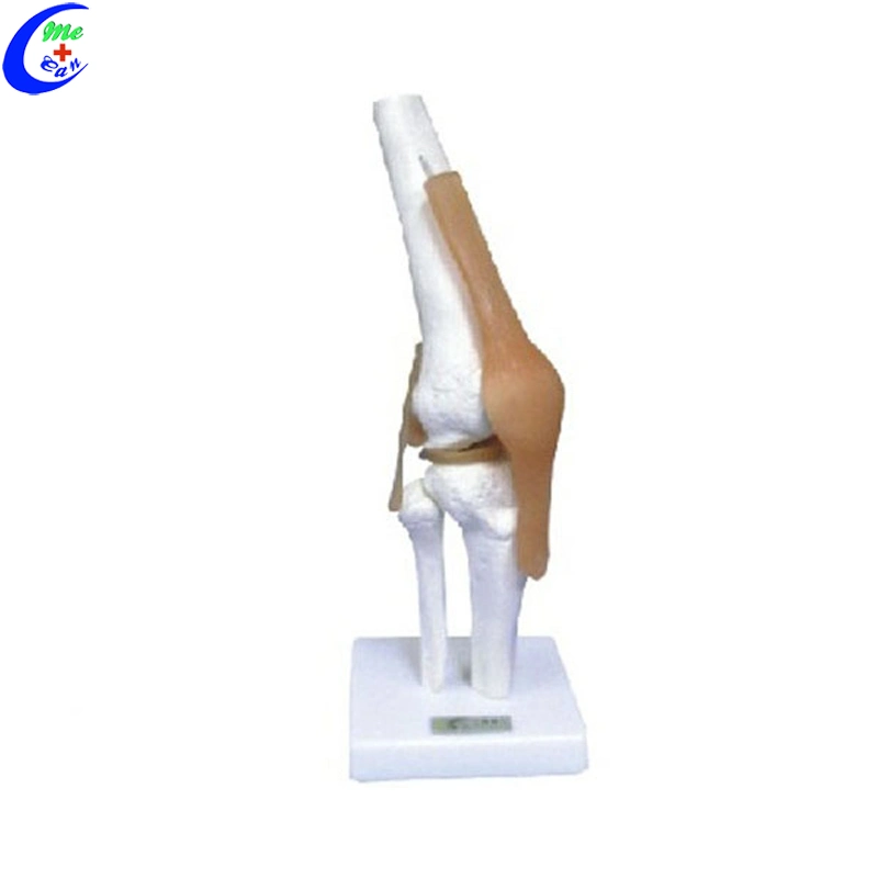 Shoulder Joint Model with Ligaments for Teaching