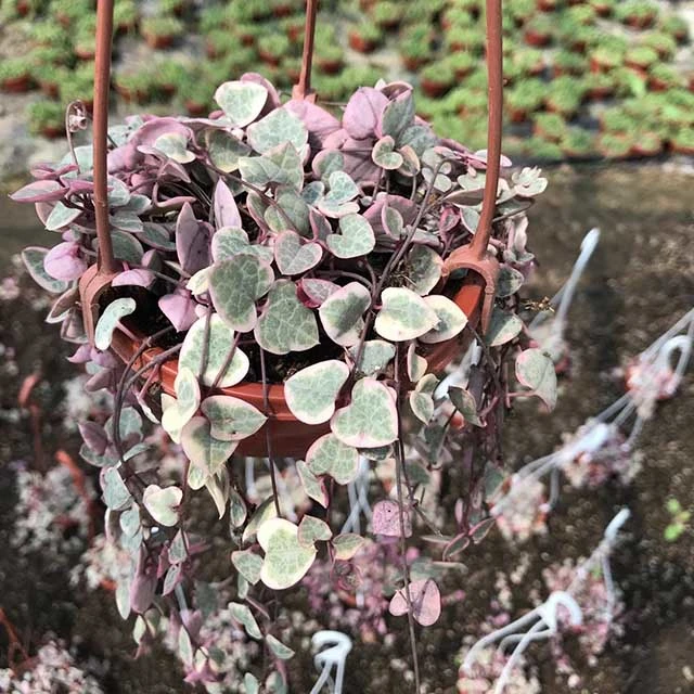 Plante succulente Ceropegia Collaricorona SSP. Collaricorona Werderm plantes de gros Rose