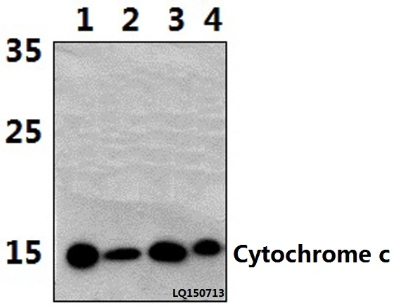 CE, la norme ISO9001 Approuvé cytochrome c (H19) anticorps polyclonal