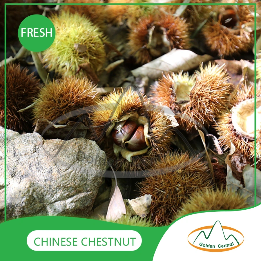 Atacado Rosasted Chestnuts Pacote individual Chestnuts kernels