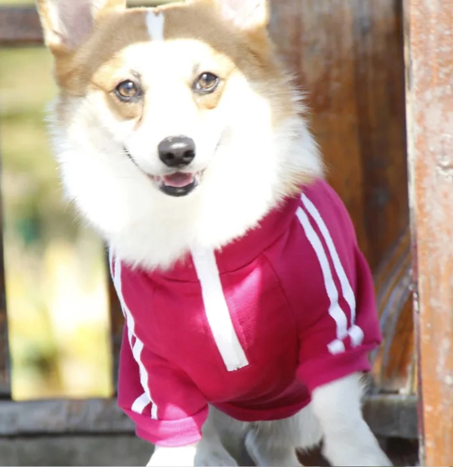 Ropa Retro Perro ropa Deporte ropa Corgi Teddy moda Chaqueta