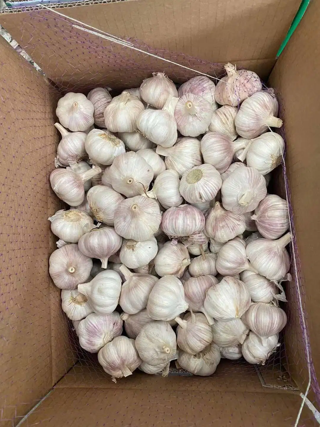 Shandong Jinxiang Good Quality Normal White Garlic Pure White Garlic